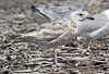 2cy argentatus in July. (76431 bytes)