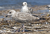 2cy argentatus in July. (76431 bytes)