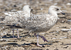 2cy argentatus in July. (76431 bytes)