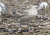 2cy argentatus in July. (76431 bytes)