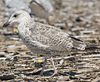 2cy argentatus in July. (76431 bytes)