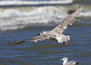 2cy argentatus in July. (76431 bytes)