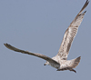 2cy argentatus in July. (76431 bytes)