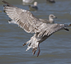 2cy argentatus in July. (76431 bytes)