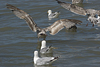 2cy argentatus in July. (76431 bytes)