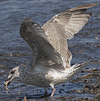 2cy argentatus in July. (76431 bytes)