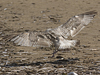 2cy argentatus in July. (76431 bytes)
