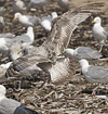 2cy argentatus in July. (76431 bytes)