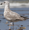 2cy argentatus in July. (76431 bytes)