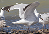 2cy argentatus in July. (70842 bytes)