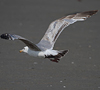 2cy argentatus in February, ringed in Norway. (75189 bytes)