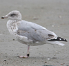 2cy argentatus in February, ringed in Norway. (75189 bytes)