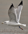3cy argenteus in March, ringed in Belgium. (61218 bytes)