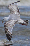 2cy argentatus in February, ringed in Norway. (75189 bytes)