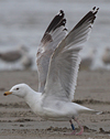 2cy argentatus in February, ringed in Norway. (75189 bytes)