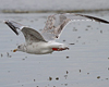 2cy argentatus in February, ringed in Norway. (75189 bytes)