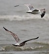 2cy argentatus in February, ringed in Norway. (75189 bytes)