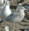 2cy argentatus in February, ringed in Norway. (75189 bytes)