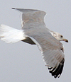 2cy argentatus in February, ringed in Norway. (75189 bytes)