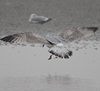 2cy argentatus in February, ringed in Norway. (75189 bytes)
