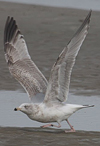2cy argentatus in February, ringed in Norway. (75189 bytes)