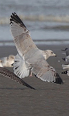 2cy argentatus in February, ringed in Norway. (75189 bytes)