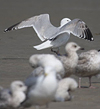 2cy argentatus in February, ringed in Norway. (75189 bytes)