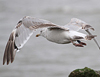 2cy argentatus in February, ringed in Norway. (75189 bytes)