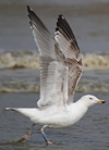 2cy argentatus in February, ringed in Norway. (75189 bytes)