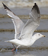 2cy argentatus in February, ringed in Norway. (75189 bytes)