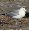 2cy argentatus in February, ringed in Norway. (75189 bytes)