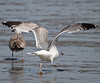 2cy argentatus in February, ringed in Norway. (75189 bytes)