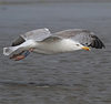 2cy argentatus in February, ringed in Norway. (75189 bytes)