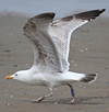 2cy argentatus in February, ringed in Norway. (75189 bytes)