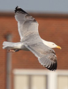 2cy argentatus in February, ringed in Norway. (75189 bytes)