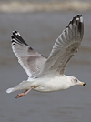 2cy argentatus in February, ringed in Norway. (75189 bytes)