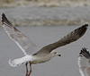 2cy argentatus in February, ringed in Norway. (75189 bytes)