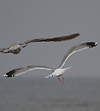 2cy argentatus in February, ringed in Norway. (75189 bytes)