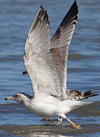 2cy argentatus in February, ringed in Norway. (75189 bytes)