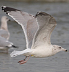 2cy argentatus in February, ringed in Norway. (75189 bytes)