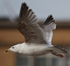 2cy argentatus in February, ringed in Norway. (75189 bytes)
