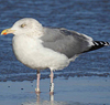 adult argentatus in November, ringed in Estonia. (42082 bytes)