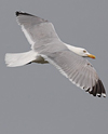 2cy argentatus in February, ringed in Norway. (75189 bytes)