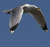 adult argentatus in November, ringed in Estonia. (42082 bytes)