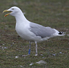 adult argentatus in November, ringed in Estonia. (42082 bytes)