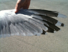 adult argentatus in November, ringed in Estonia. (42082 bytes)