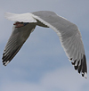 2cy argentatus in February, ringed in Norway. (75189 bytes)