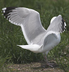 adult argentatus in November, ringed in Estonia. (42082 bytes)