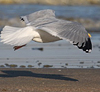 adult argentatus in November, ringed in Estonia. (42082 bytes)