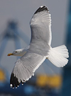 adult argentatus in November, ringed in Estonia. (42082 bytes)